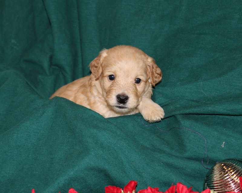 puppy, for, sale, Mini Golden Doodle F2B, Matthew B. Stoltzfus, dog, breeder, Gap, PA, dog-breeder, puppy-for-sale, forsale, nearby, find, puppyfind, locator, puppylocator, aca